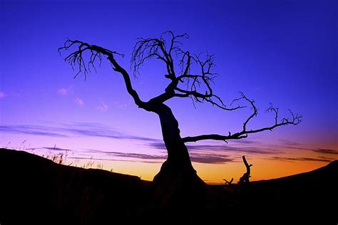 Silhouette Of A Tree At Sunset Photograph by Carson Ganci