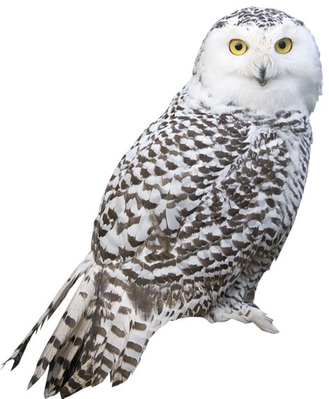 Owl PNG transparent image download, size: 670x813px