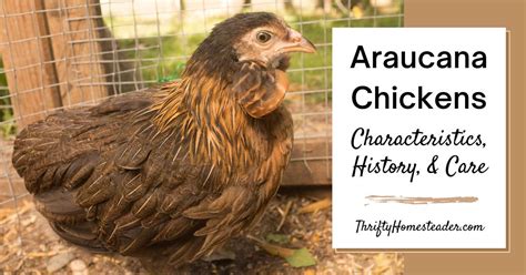 Araucana Chickens: Characteristics, History, and Care