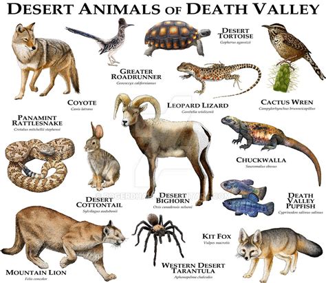 Desert Animals of Death Valley by rogerdhall on DeviantArt