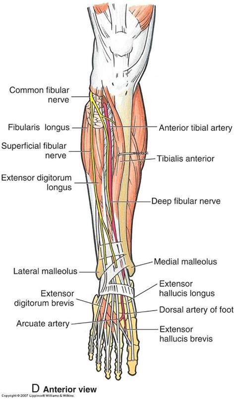 Foot Anatomy, Human Body Anatomy, Muscle Anatomy, Nerves In Leg ...