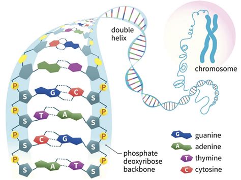 Dna The Double Helix Worksheet - Chart Sheet Gallery