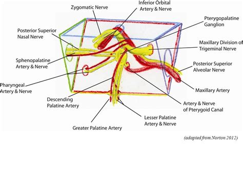 Juvenile Nasopharyngeal Angiofibroma (JNA) Anatomy: the Pterygopalatine ...