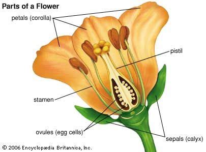 Calyx | plant anatomy | Britannica