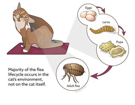 Does My Indoor Dog Need Flea And Tick Prevention