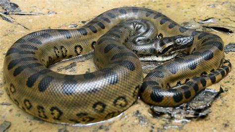 Behold the World's Largest Snake: See the Incredible Picture that will ...