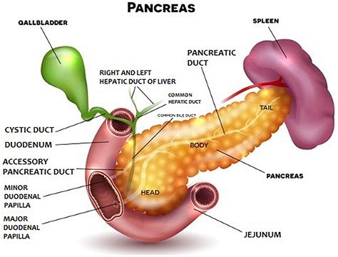 Frontiers | Pancreas—Its Functions, Disorders, and Physiological Impact ...