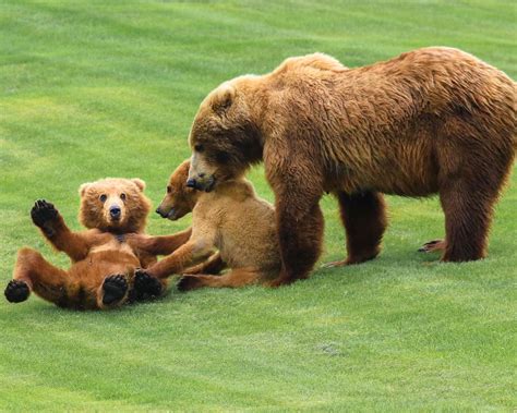 Bear Watching on Kodiak Island - Viewing the World’s Largest Omnivore ...