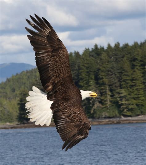 Wildlife Photo of the Week: American Bald Eagle