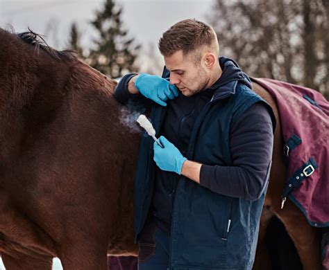 What Is A Horse Saddle Sore? - Shady Acres