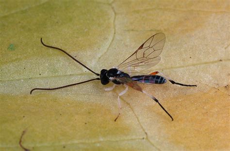 Family Ichneumonidae – ENT 425 – General Entomology