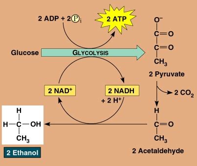 World of Biochemistry (blog about biochemistry): Alcoholic fermentation