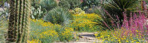 Desert Landscaping Plants For Sale | High Country Gardens