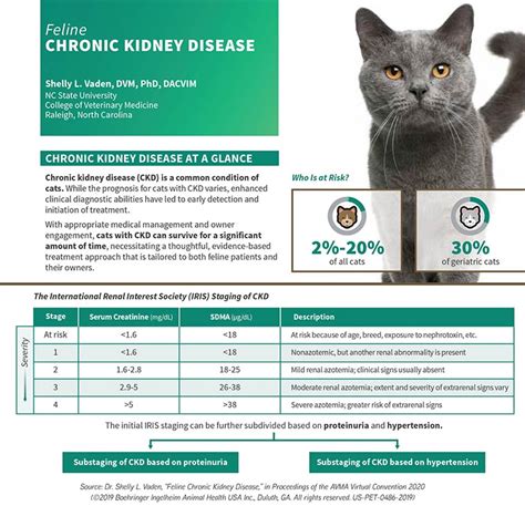 Tips for Treating Kidney Disease in Your Cat