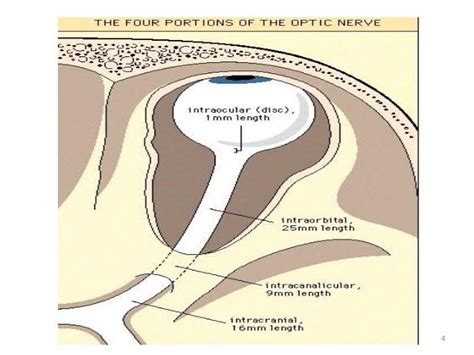 Optic nerve Clinical significance