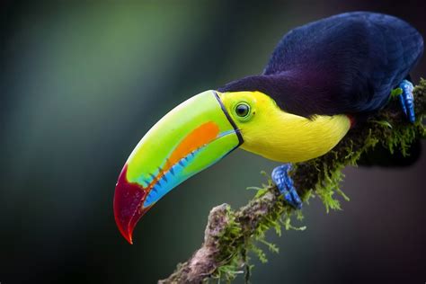 Download Beak Bird Animal Toucan HD Wallpaper