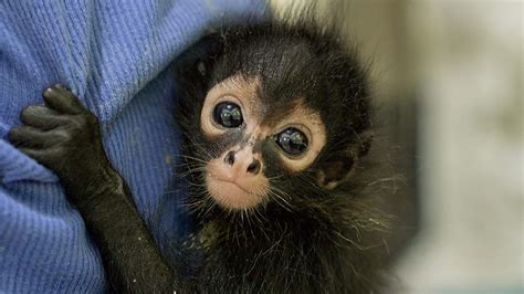 Spider Monkey Beautiful World, Beautiful Images, Nurse Team, New World ...