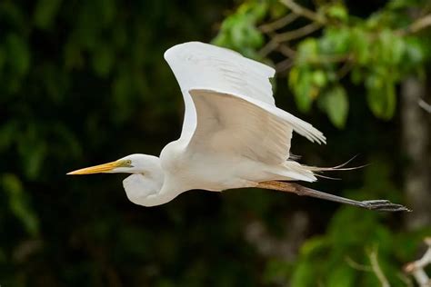 Egret Vs Heron: The Difference Between These White Birds Explained ...