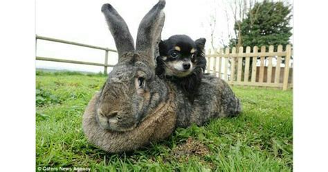 Flemish Giant Rabbit: The Largest Domestic Rabbit Breed | The Pets Dialogue