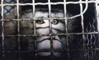 The Silver Spring Monkeys: The Case That Launched PETA | PETA