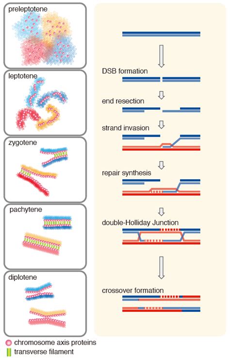 Biomolecules | Free Full-Text | The Hop2-Mnd1 Complex and Its ...