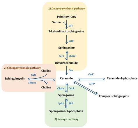 Sphingomyelin Synthesis