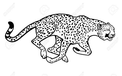 Cheetah clipart line art, Cheetah line art Transparent FREE for ...