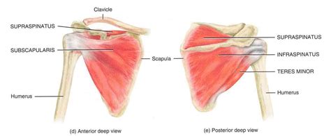 Frozen Shoulder | Adhesive Capsulitis Treatment & Prevention