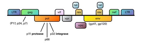 Retroviridae (HIV) | LSBio