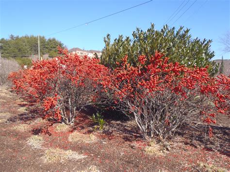 Ilex verticillata (Common Winterberry, Winterberry, Winterberry Holly ...