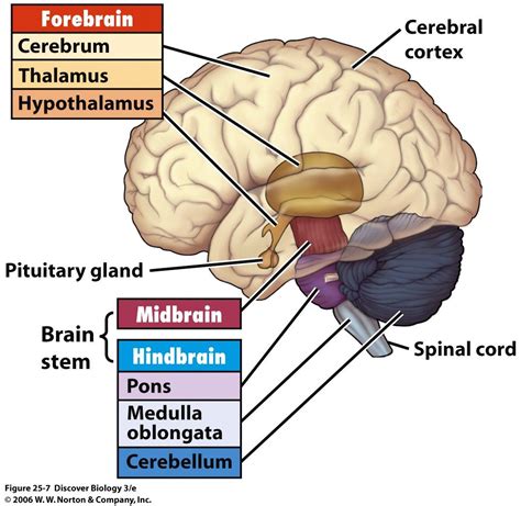 BIO 7 Preview for April 8 | Brain anatomy, Brain anatomy and function ...