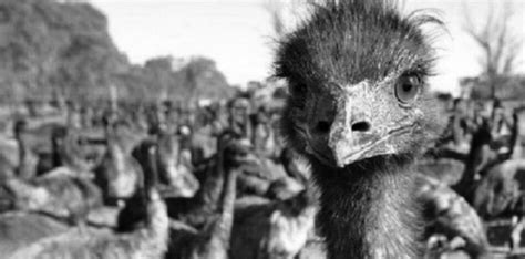 The Great Australian Emu War of 1932 | The Fact Site