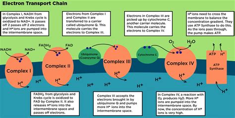 Simple Electron Transport Chain