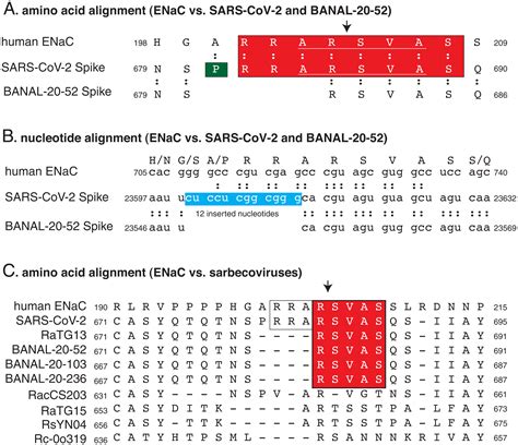 SARS-CoV-2 furin cleavage site was not engineered | PNAS