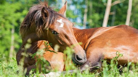 Signs Of Colic In Horses: Scone Equine Hospital