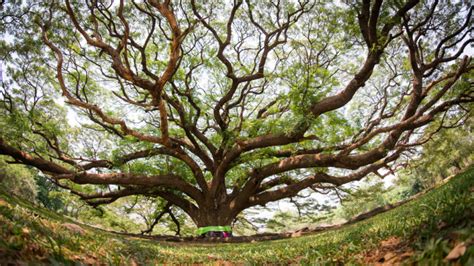 The Importance of the Bodhi Tree - ULC Blog - Universal Life Church