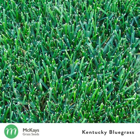 Kentucky Bluegrass Seed - McKays Grass Seeds