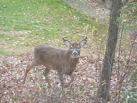 Beyond the Cheddar Curtain: 8 Point Buck Sneaks Through Yard