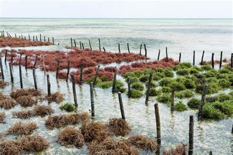 The Future of Seaweed Farming