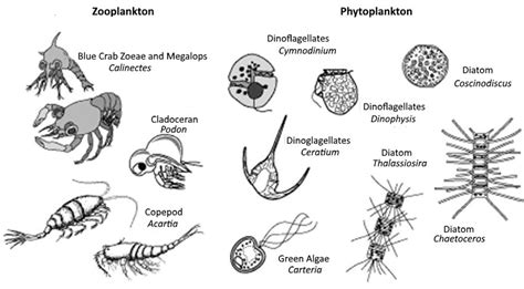 A simple plankton taxonomy | Download Scientific Diagram