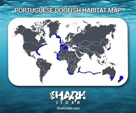 Sharks Of The World Like Portuguese Dogfish Sharks - Shark Sider