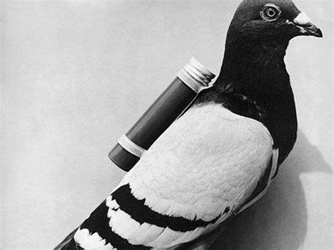 How Do Carrier Pigeons Work?