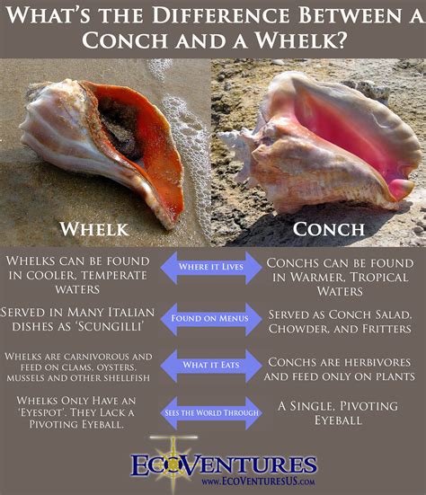 EcoVentures | What's the Difference Between a Conch and a Whelk ...