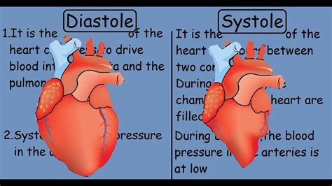 Diastole vs Systole | Human Heart | - YouTube