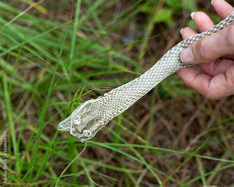 Snake Shedding Skin Stock Photos. Snake Shedding Skin on a human hand ...