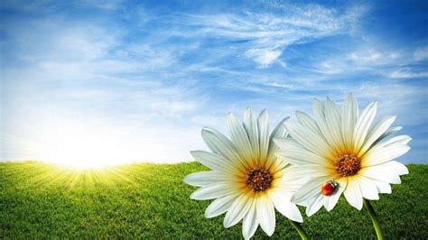 Sunshine and Flowers Wallpapers - Top Free Sunshine and Flowers ...