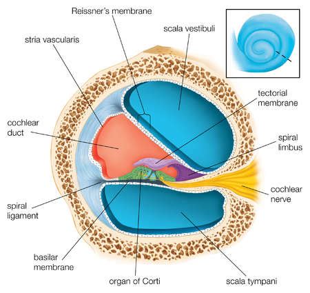 Stock Illustration - A cross section through one of the turns of the ...