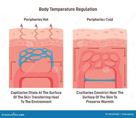 Body Temperature Regulation Process. Control of Human Skin Temperature ...