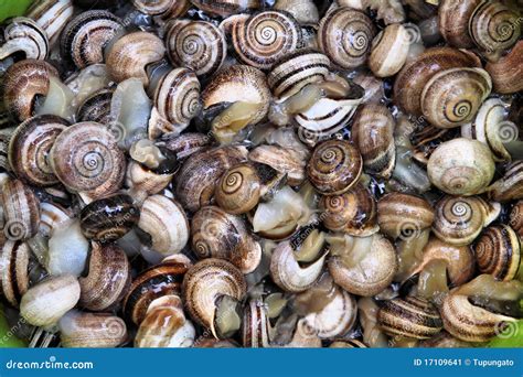 Edible snails stock image. Image of retail, granada, spain - 17109641