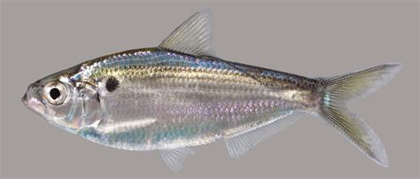 Threadfin Shad – Discover Fishes